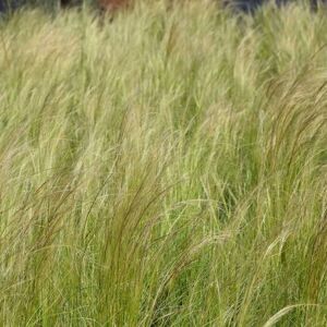 Stipa tenuissima ---